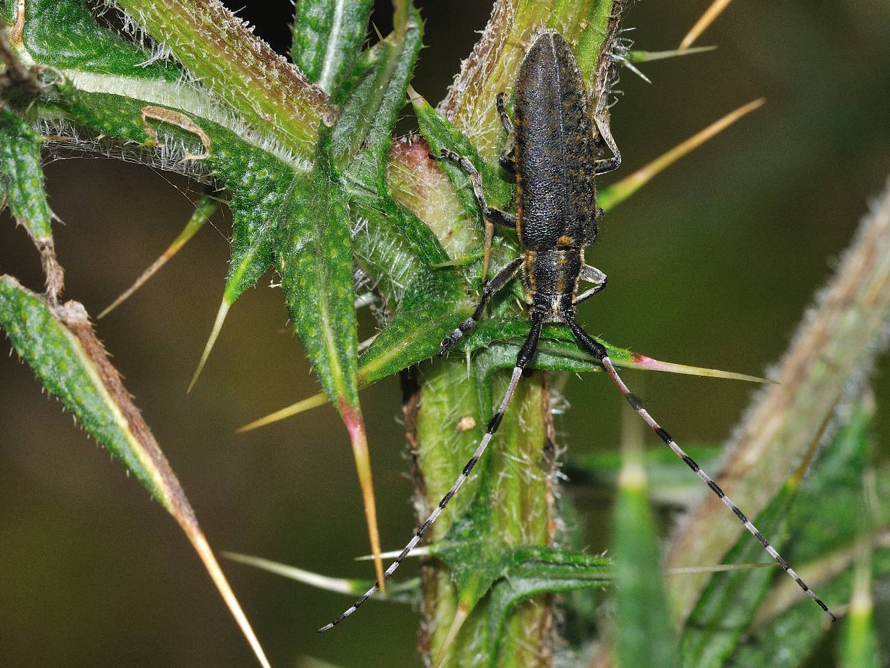 Agapanthia (Epoptes) sicula malmerendii